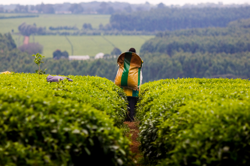 Tea_harvest_Kericho_iStock_000007147368Small